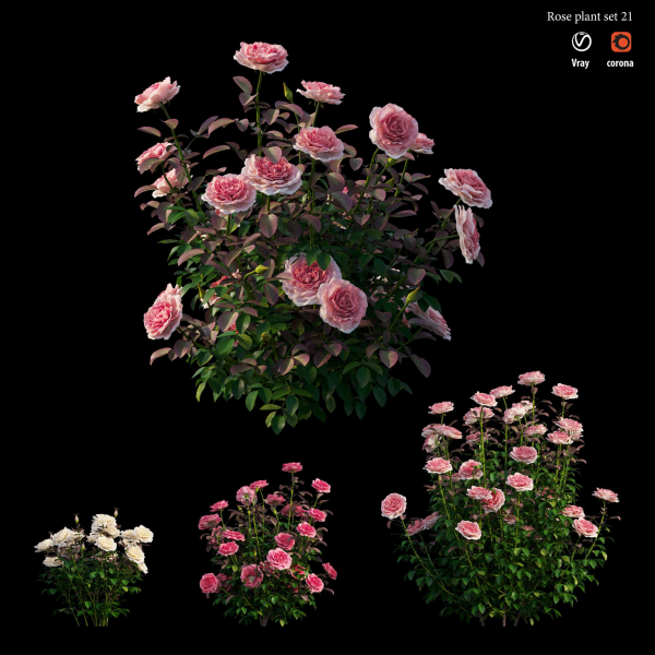Rose plant set 21