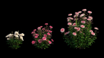 Rose plant set 21