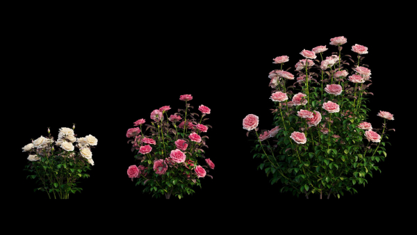 Rose plant set 21