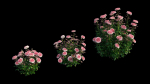 Rose plant set 21