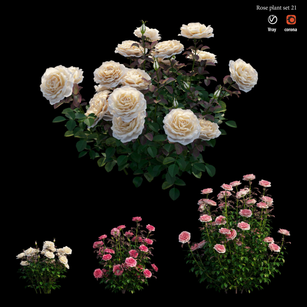 Rose plant set 21