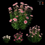 Rose plant set 21