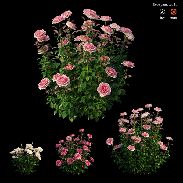 Rose plant set 21