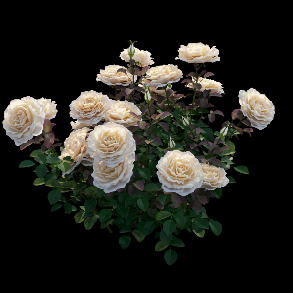 Rose plant set 21