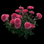Rose plant set 21