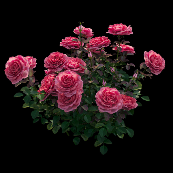 Rose plant set 21