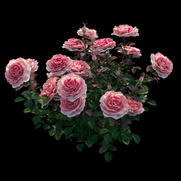 Rose plant set 21