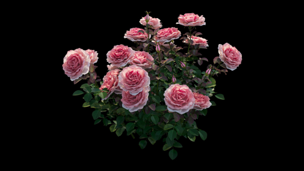Rose plant set 21
