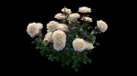 Rose plant set 21