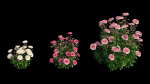 Rose plant set 21