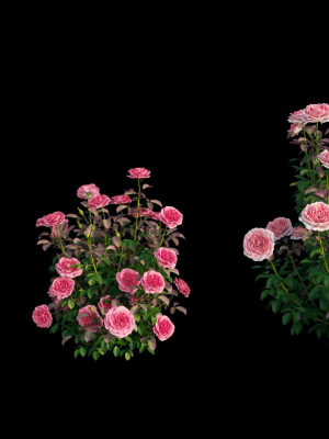 rose-plant-set-21-3d-model-6f9a928dd2