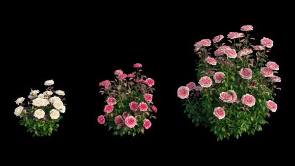 Rose plant set 21