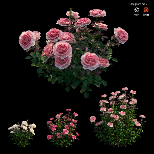 Rose plant set 21