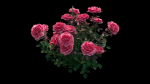 Rose plant set 21