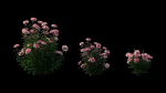 Rose plant set 21