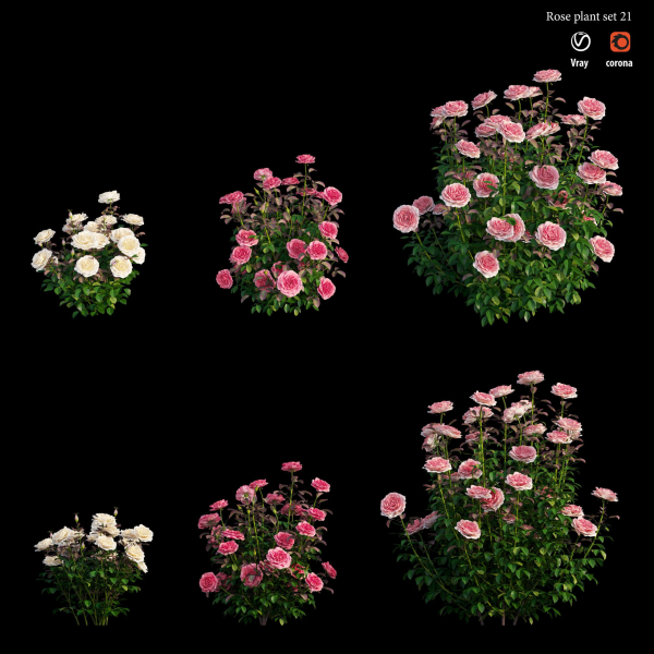 Rose plant set 21