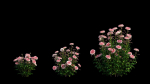 Rose plant set 21