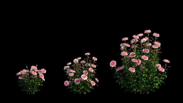 Rose plant set 21