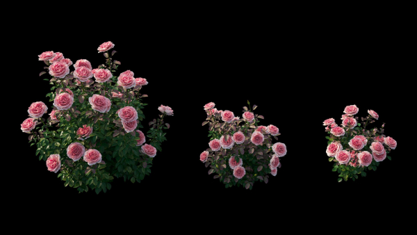 Rose plant set 21