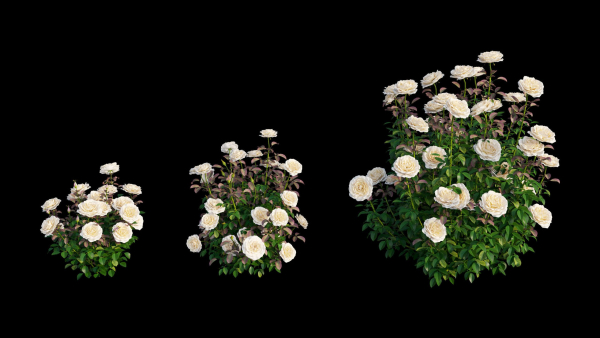 Rose plant set 21