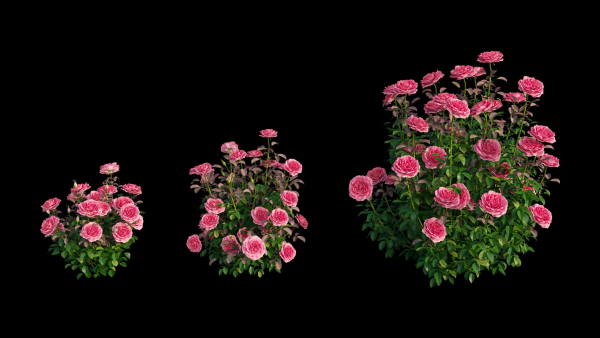 Rose plant set 21