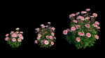 Rose plant set 21