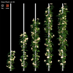 Rose plant set 49