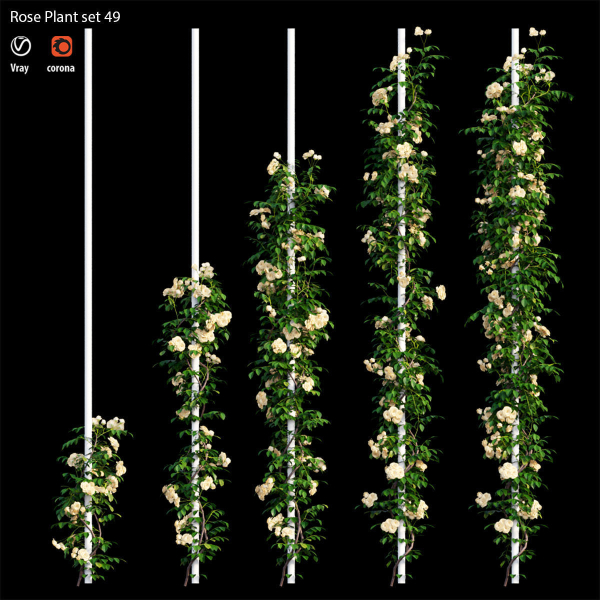 Rose plant set 49