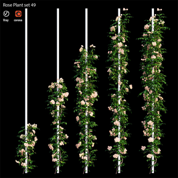 Rose plant set 49