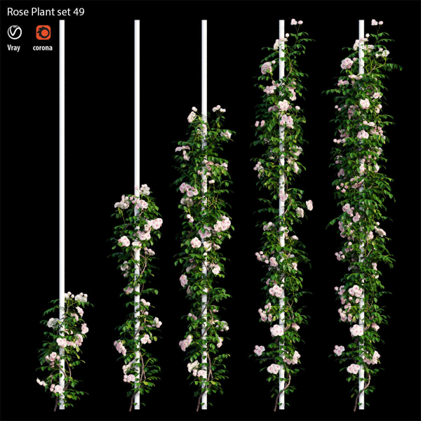 Rose plant set 49