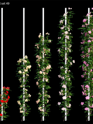 Rose plant set 49