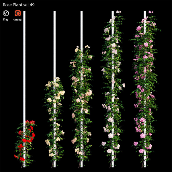 Rose plant set 49