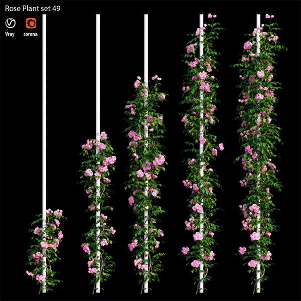 Rose plant set 49