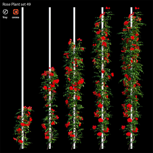 Rose plant set 49