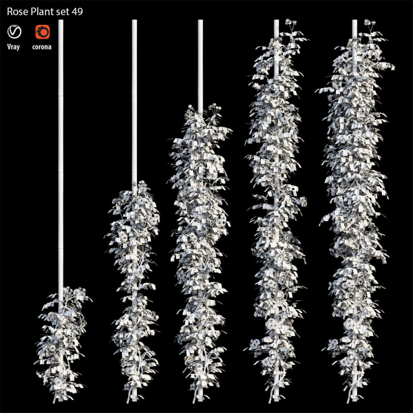 Rose plant set 49