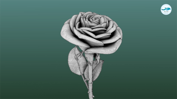 Rose Printable