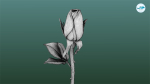 Rose Printable