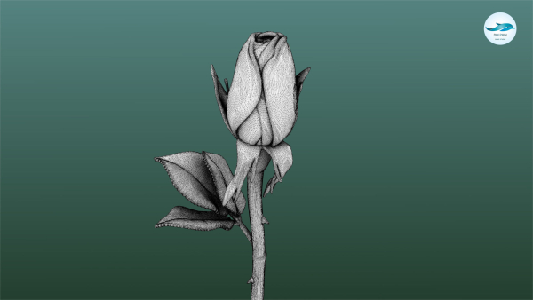 Rose Printable