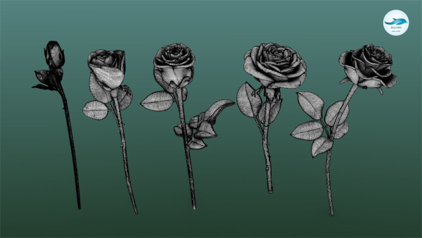 Rose Printable