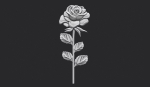 Rose relief