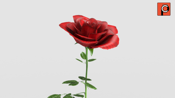 Rose Rigged Animated