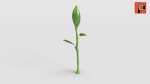 Rose Rigged Animated