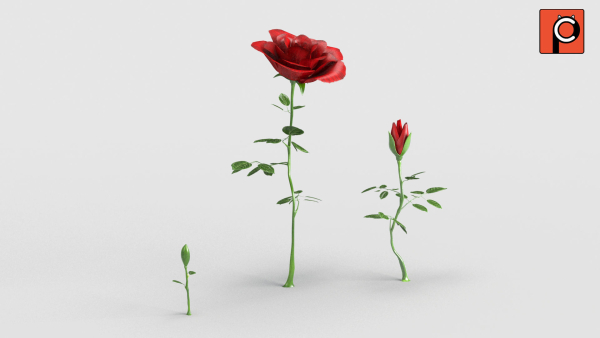 Rose Rigged Animated