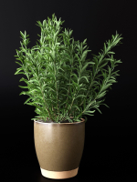 Rosemary in Pot
