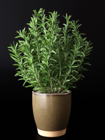 Rosemary in Pot