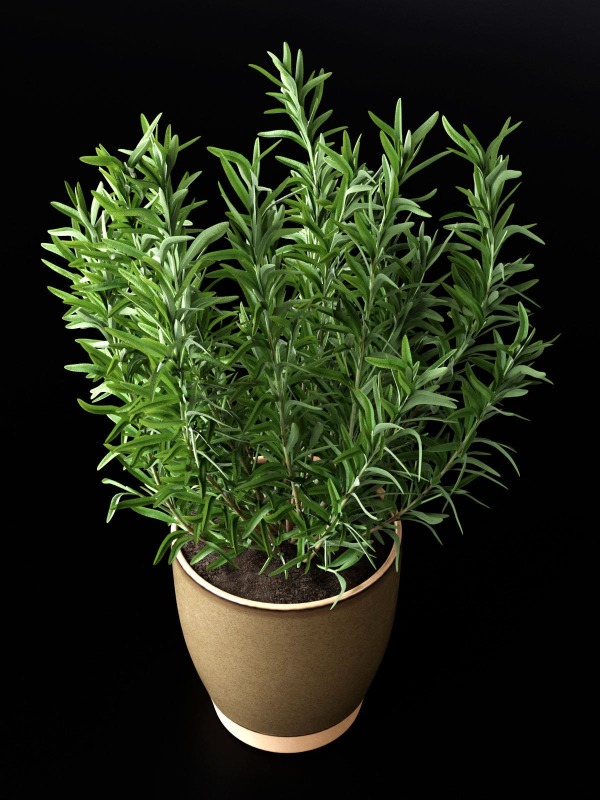 Rosemary in Pot