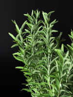Rosemary in Pot