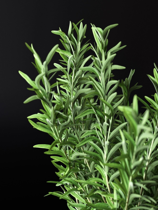 Rosemary in Pot