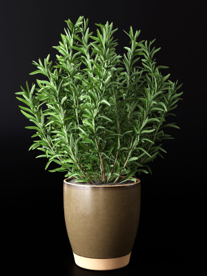 Rosemary in Pot