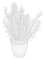 Rosemary in Pot